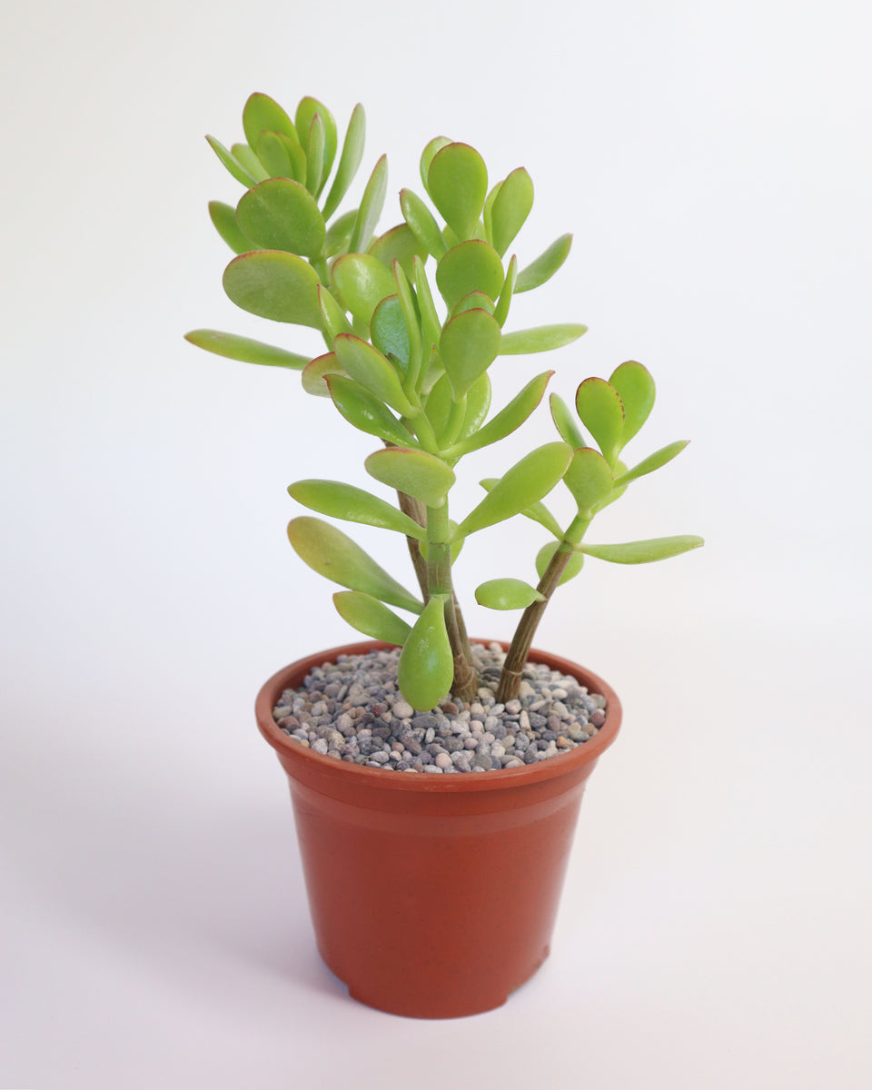 盆栽 Suculenta jade arboldejadeM_1200x1200.jpg?v=