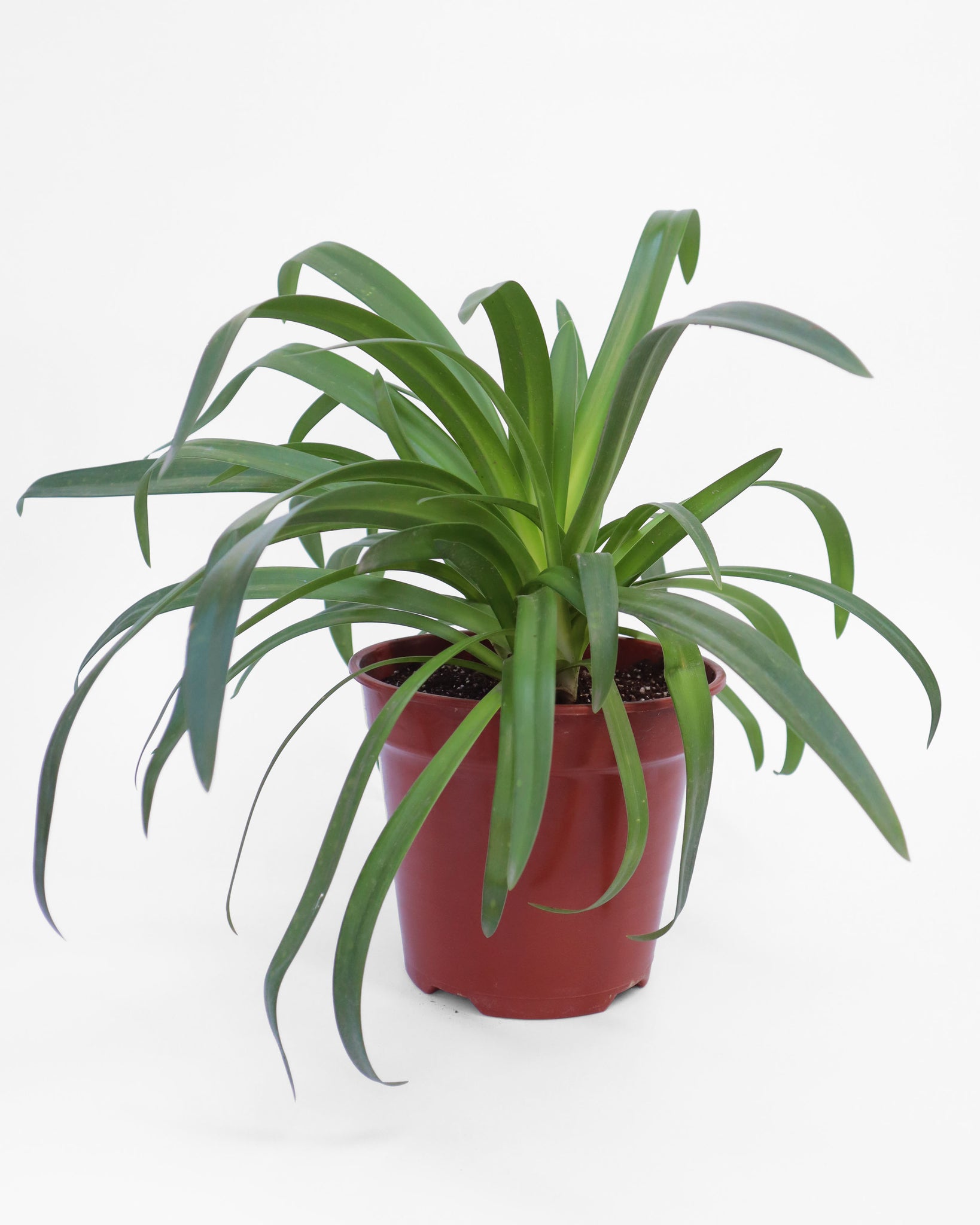 planta de fácil mantenimiento