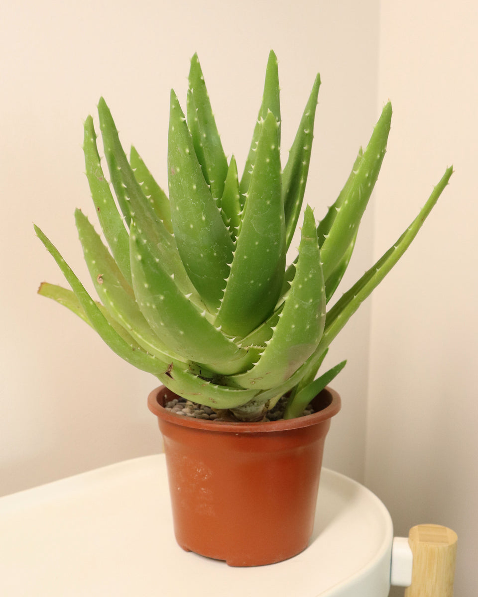 Aloe Nobilis N°10