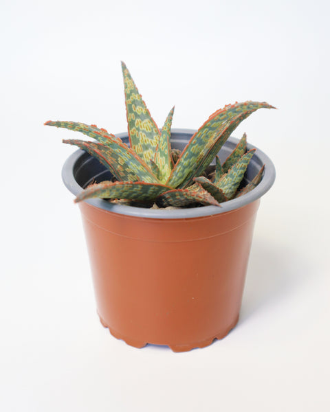 Suculenta Aloe Pink