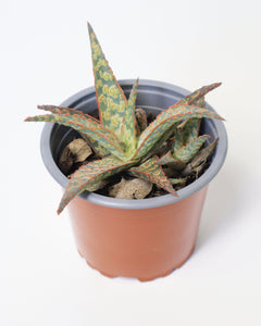 Suculenta Aloe Pink