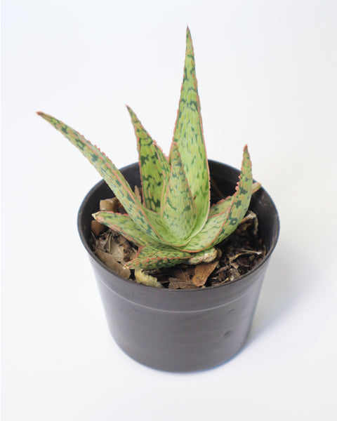 Suculenta Aloe Pink