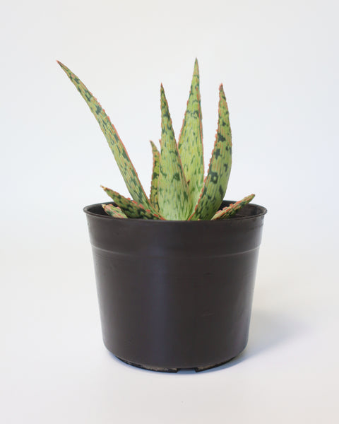 Suculenta Aloe Pink