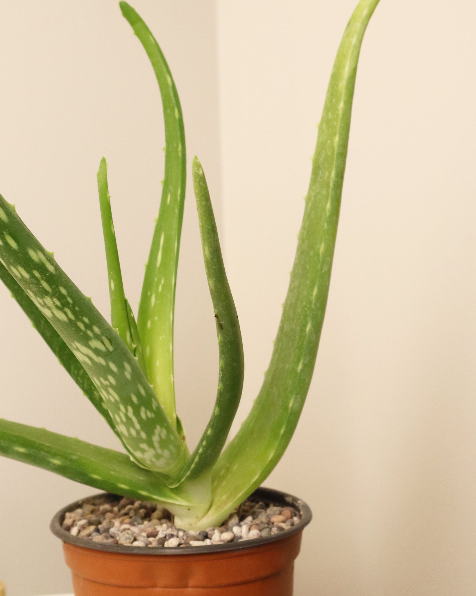 Aloe Vera N°10