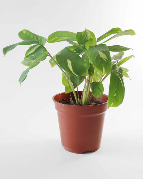 plantas de interior