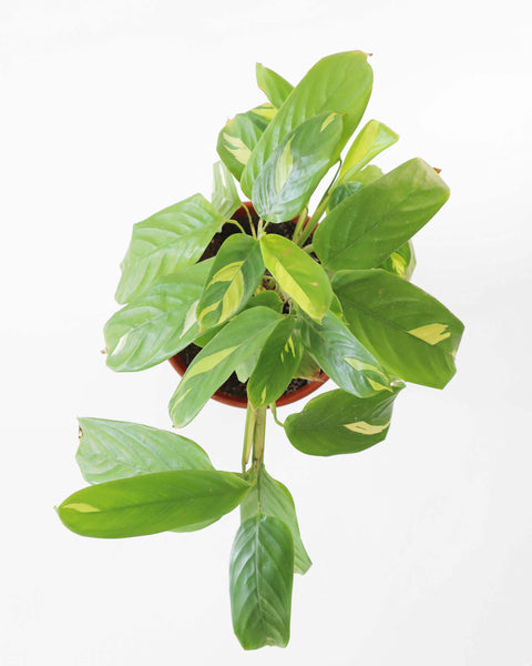 plantas de interior