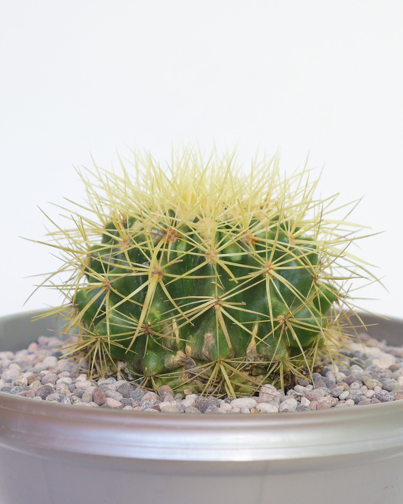 Cactus Asiento de la Suegra