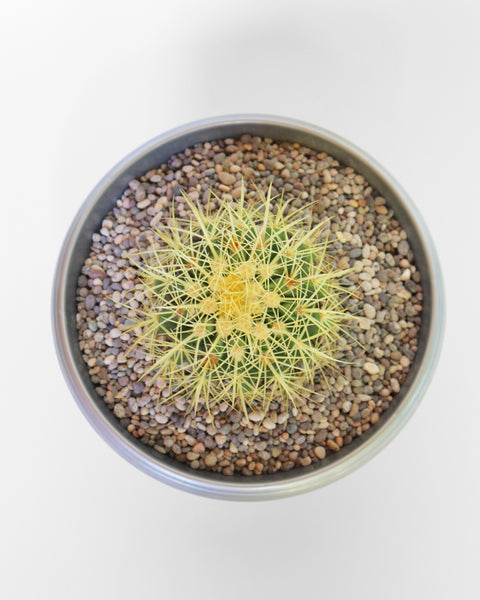 Cactus de colección, especial para tu jardín de bajo consumo de agua.