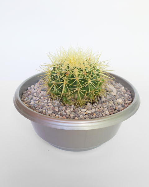 Cactus de colección, especial para tu jardín de bajo consumo de agua.