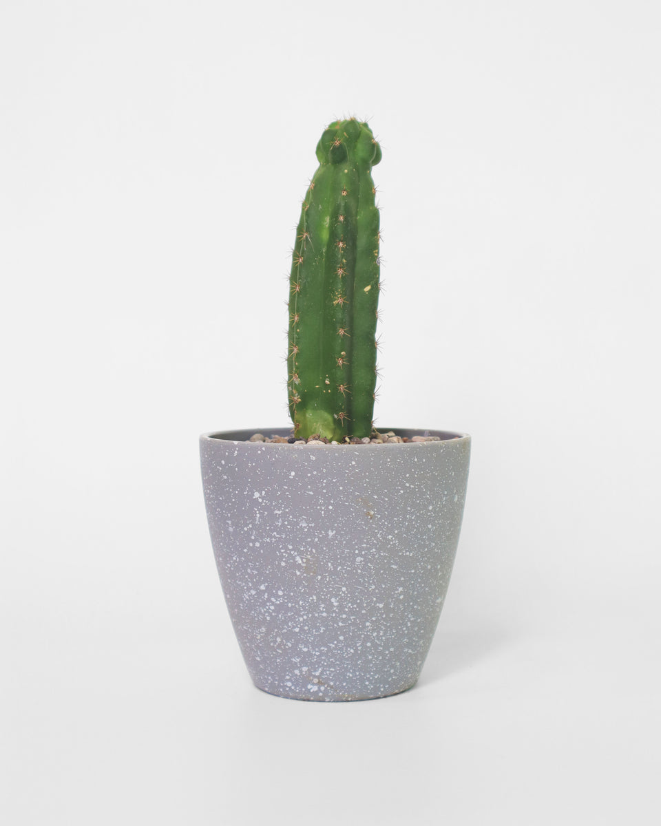 Cactus San Pedro