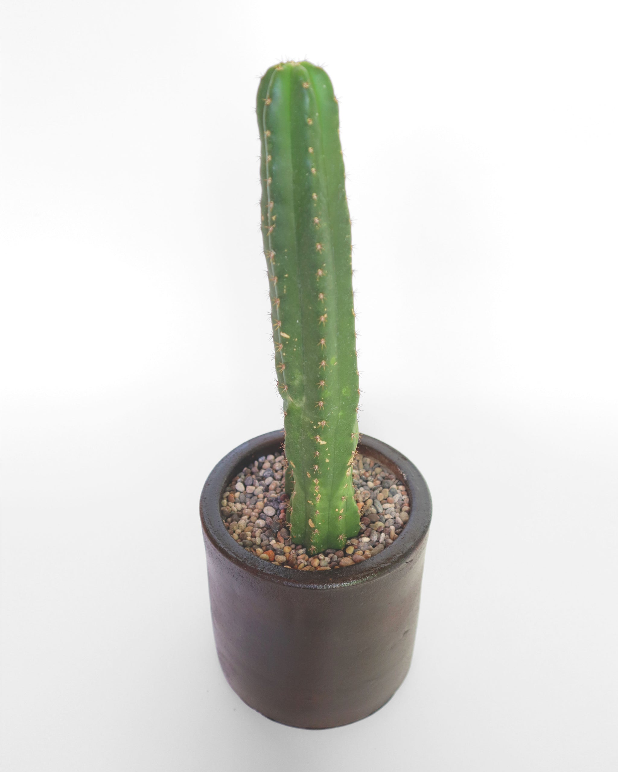 tipos cactus san pedro Cactus San Pedro