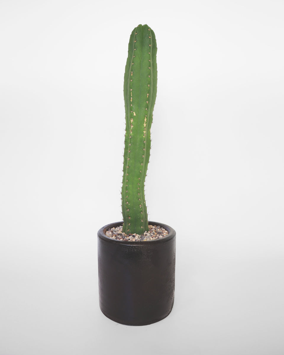 Cactus San Pedro