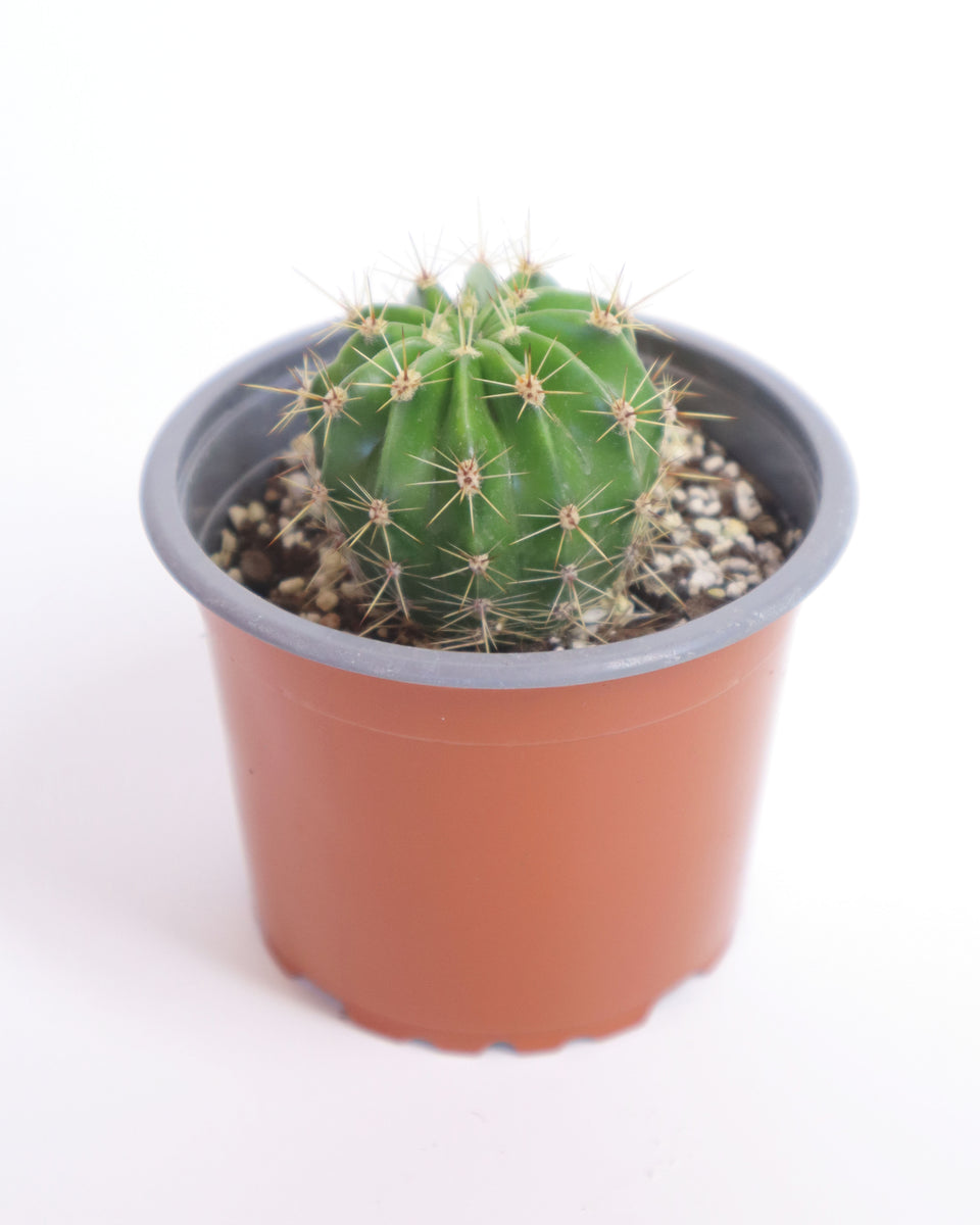 Cactus Echinopsis Oxygona