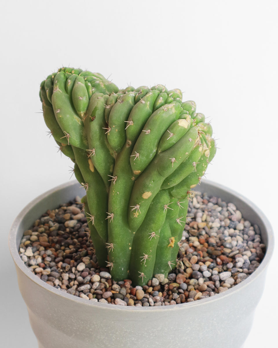 Cactus Cerebro Mediano