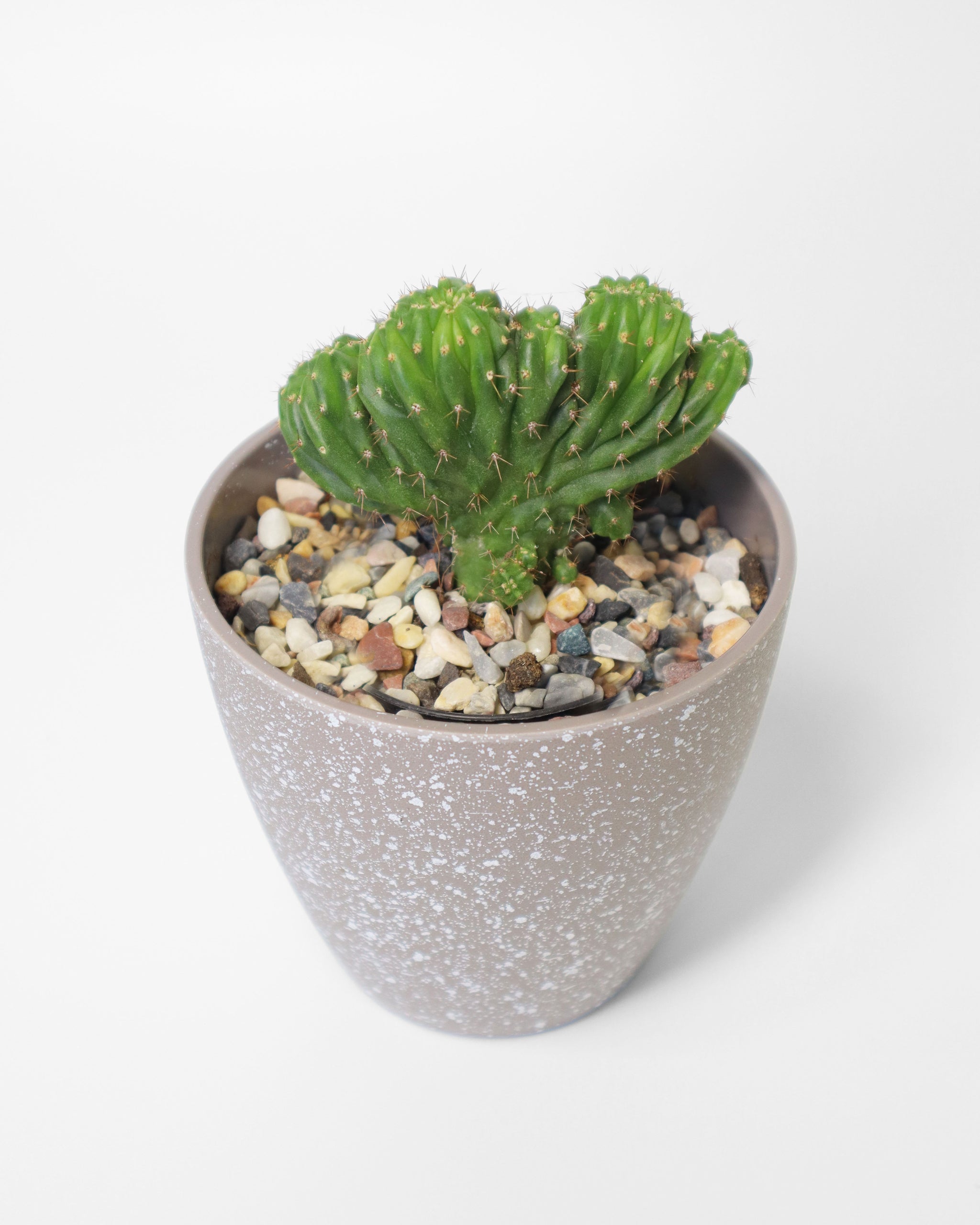 Cactus Cerebro Pequeño – CasaKarü