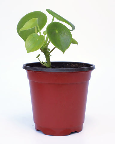 plantas decorativa