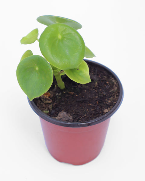 planta decorativa
