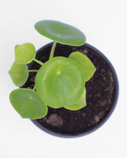 planta decorativa