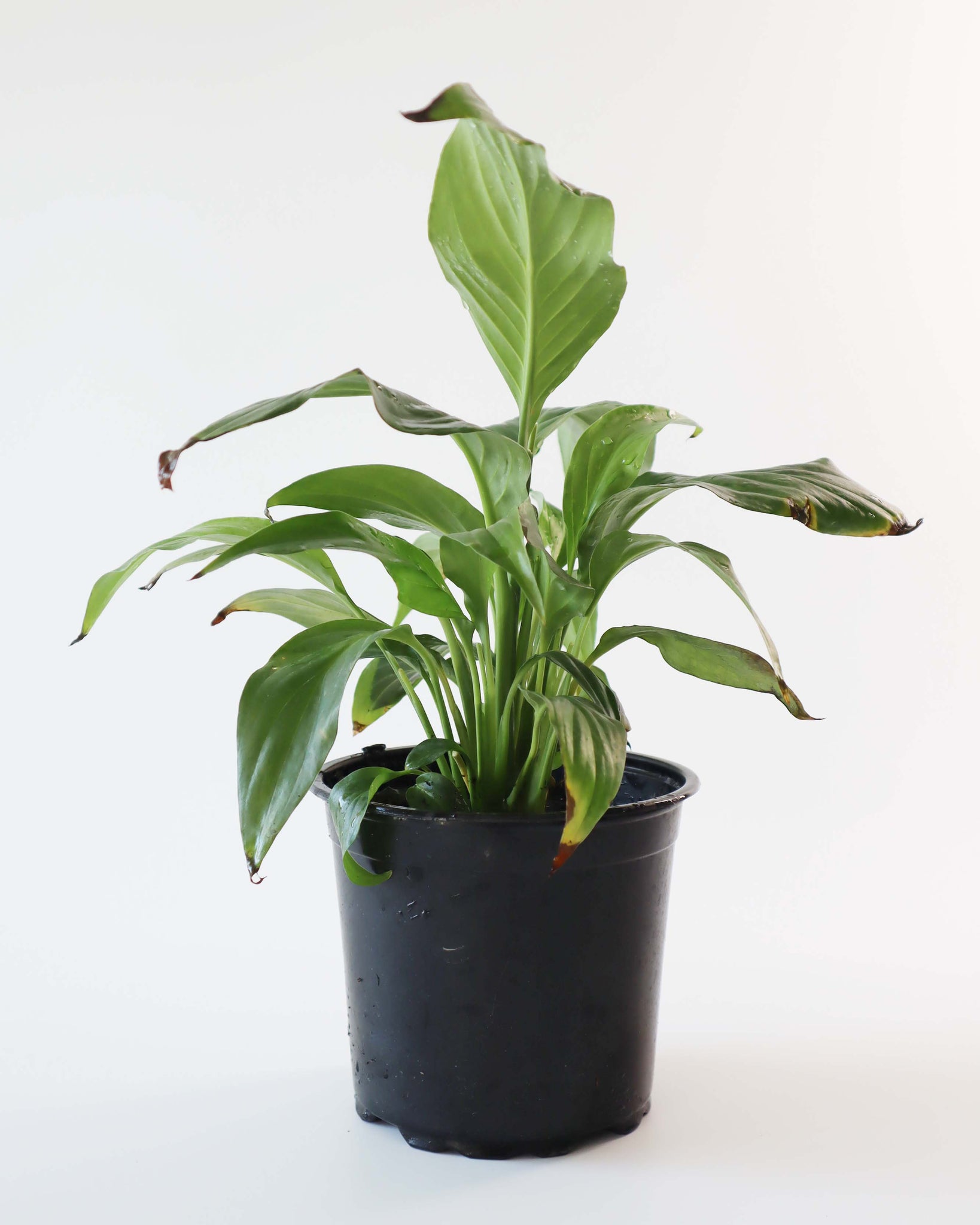 Spathiphyllum (Cuna de Moisés)