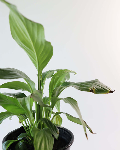 Spathiphyllum (Cuna de Moisés)