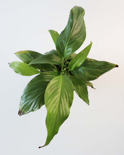 Spathiphyllum (Cuna de Moisés)