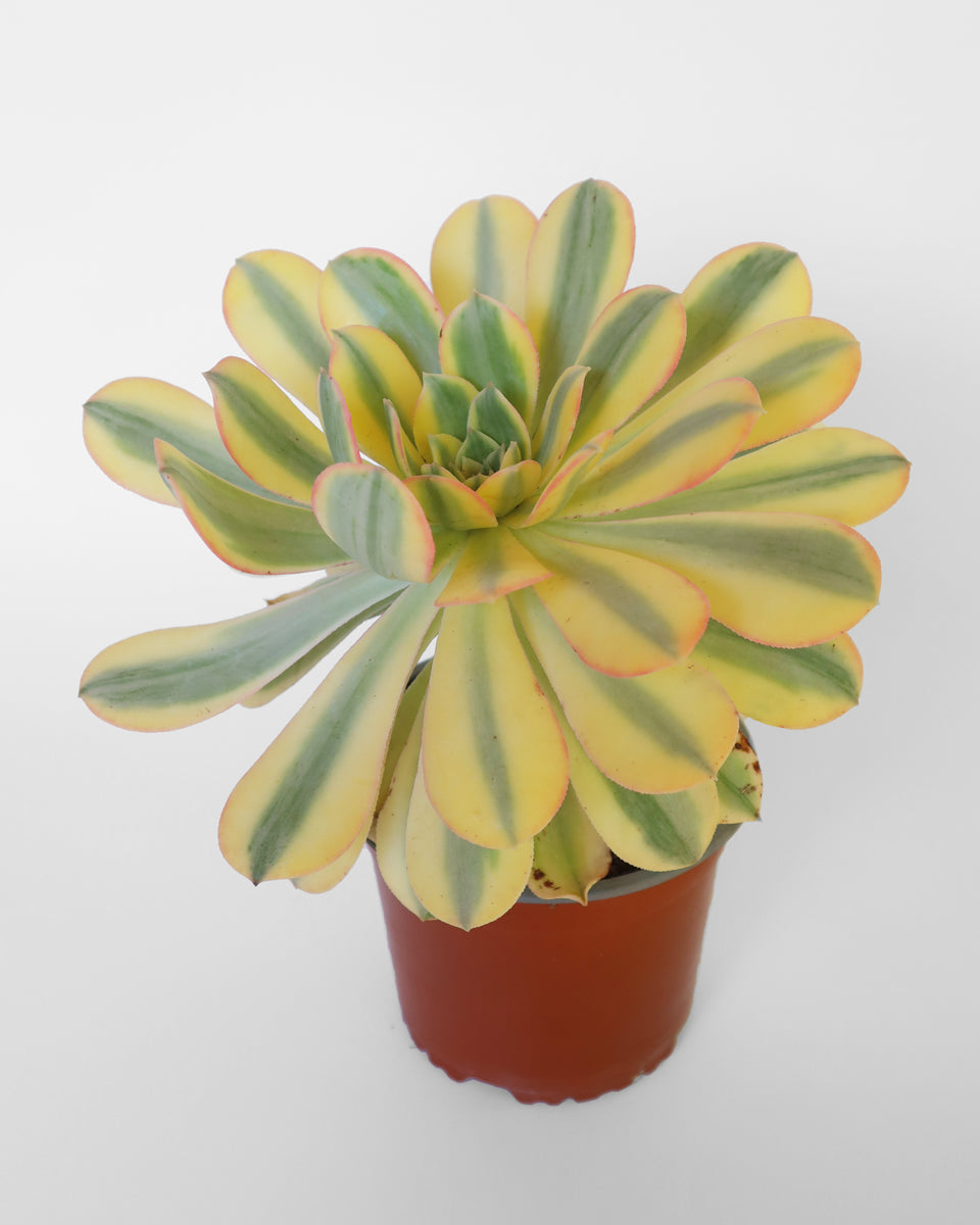 Suculenta Aeonium Decorum