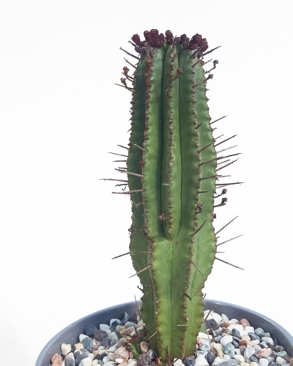 Euphorbia Mammillaris
