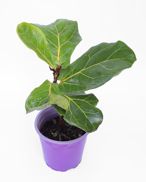 Ficus Lirata