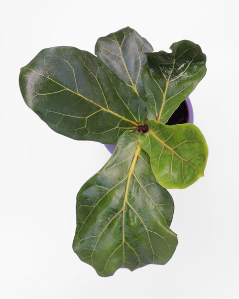 Ficus Lirata
