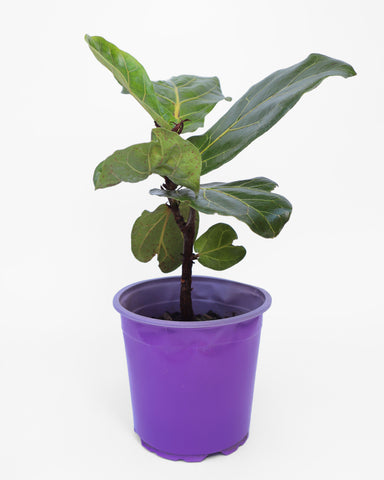 Ficus Lirata