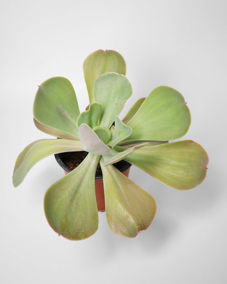 Echeveria Gigante Purpura