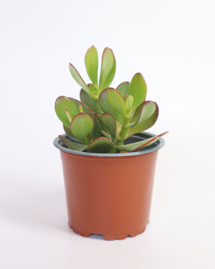 planta suculenta jade Suculenta Árbol de Jade N°8 – CasaKarü