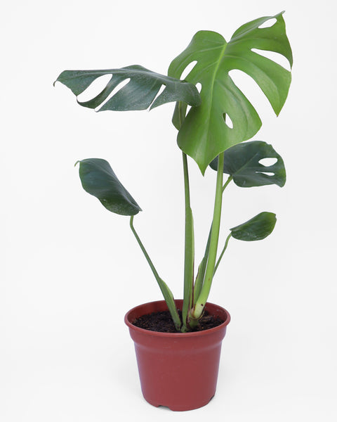 Mostera Deliciosa