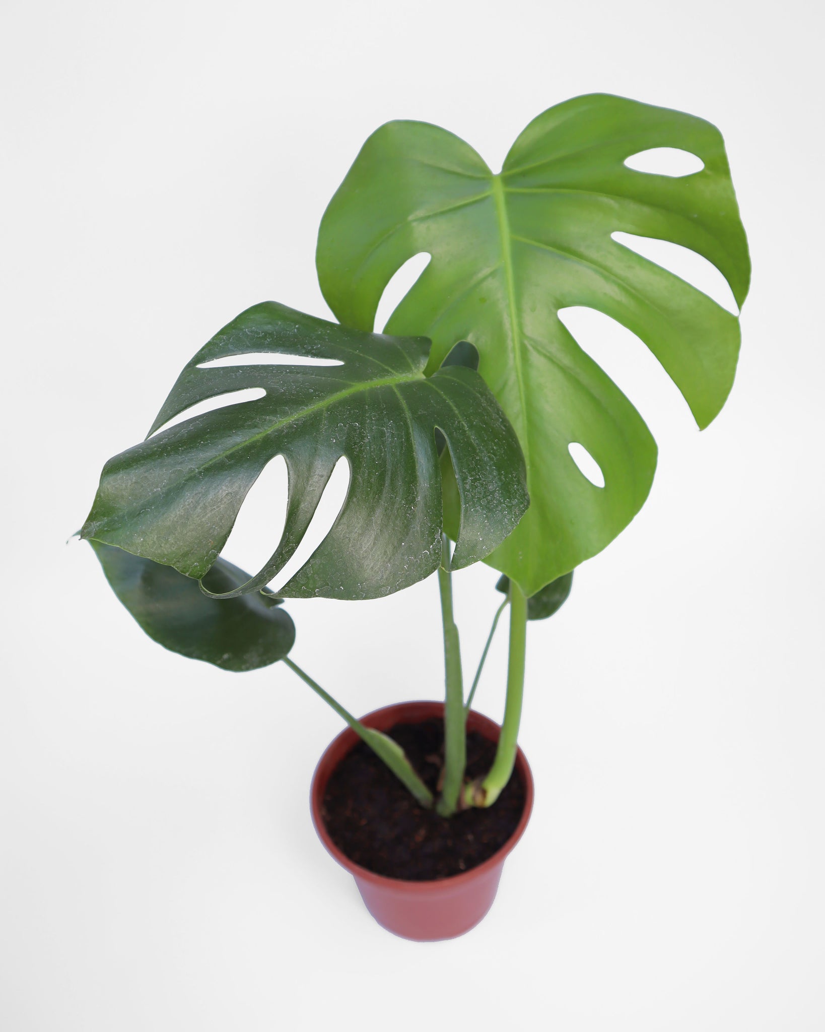 Mostera Deliciosa