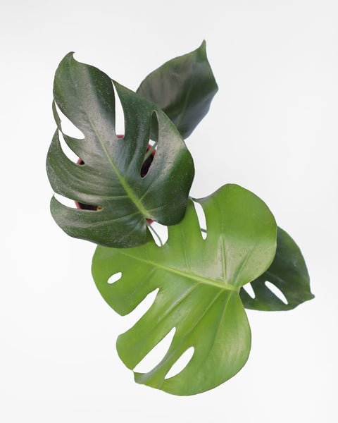 Mostera Deliciosa