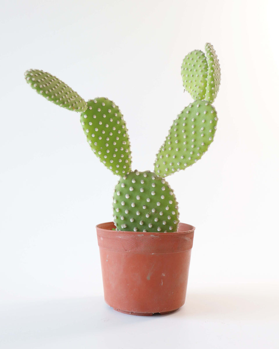 Cactus Opuntia Blanca