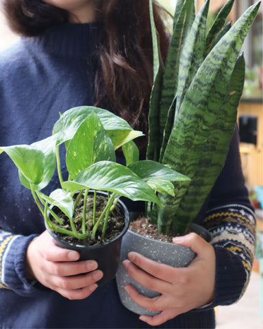 Pack Sansevieria + Photos