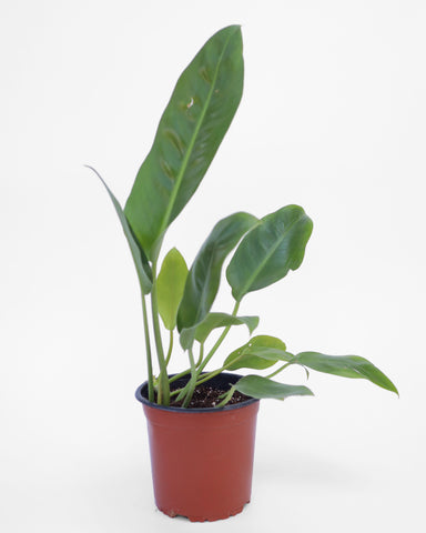 planta de interior