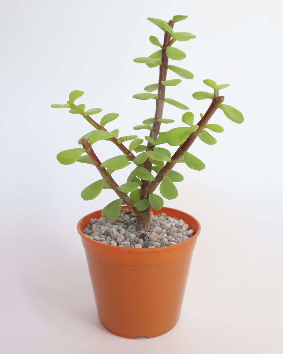 Suculenta Portulaca N°10