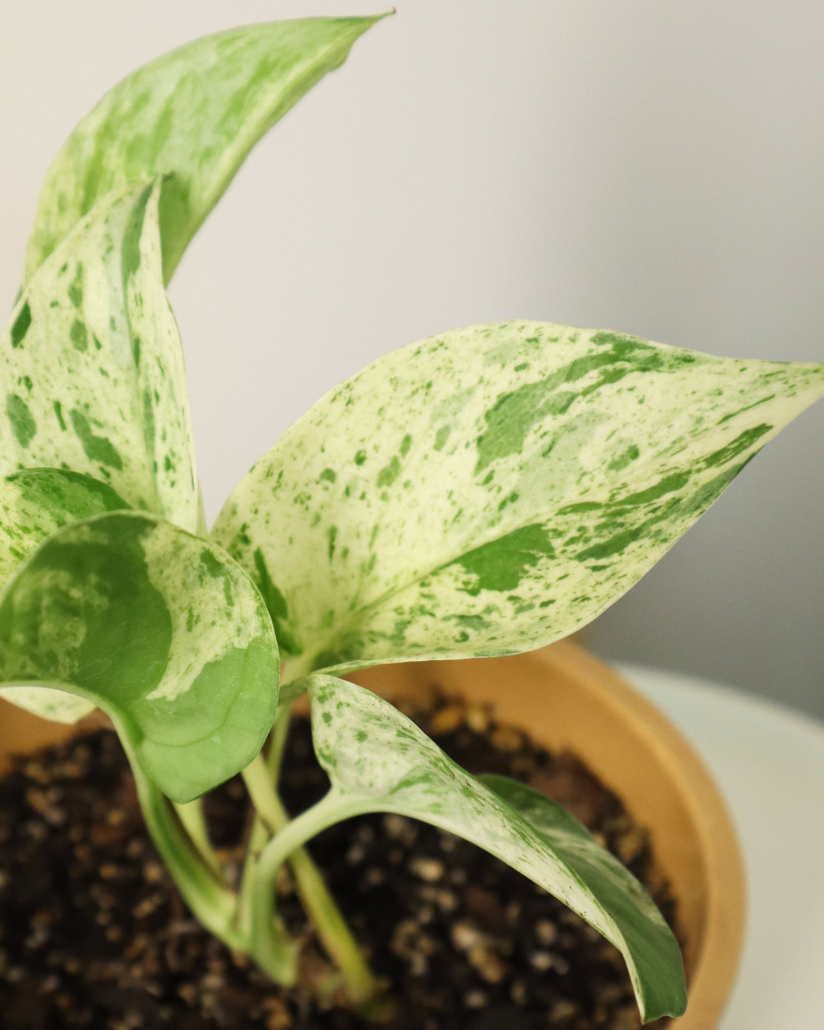 El Pothos es una planta muy versátil, ideal para decorar cualquier rincón de la casa, oficina o espacio interior. 