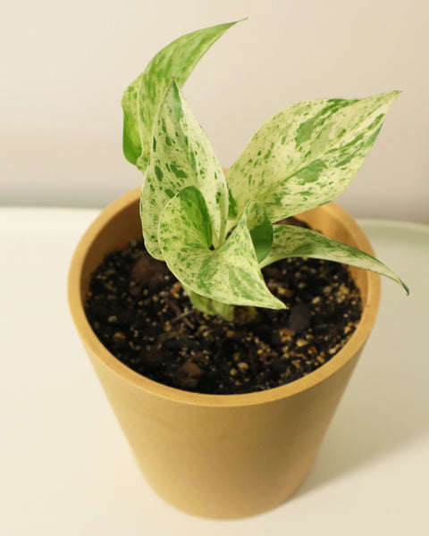El Pothos es una planta muy versátil, ideal para decorar cualquier rincón de la casa, oficina o espacio interior. 