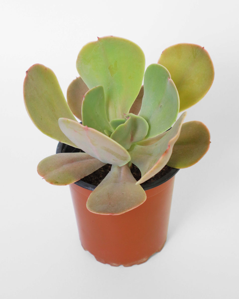 Echeveria Gigante Purpura S