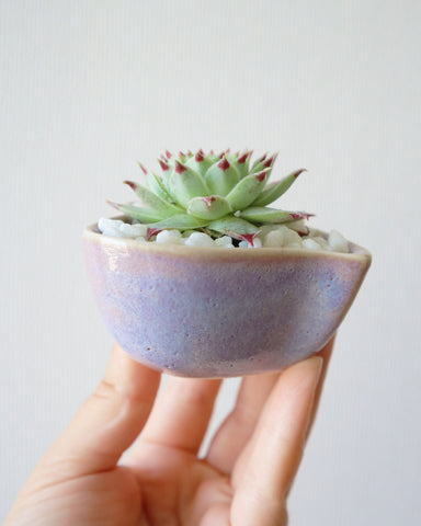 Suculentas para el Corazón