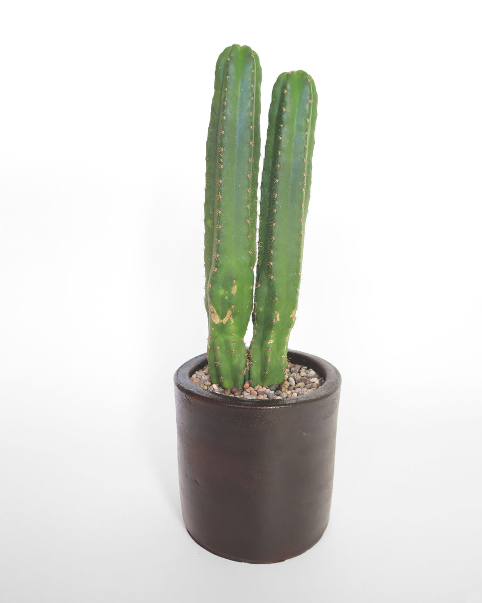 Cactus San Pedro