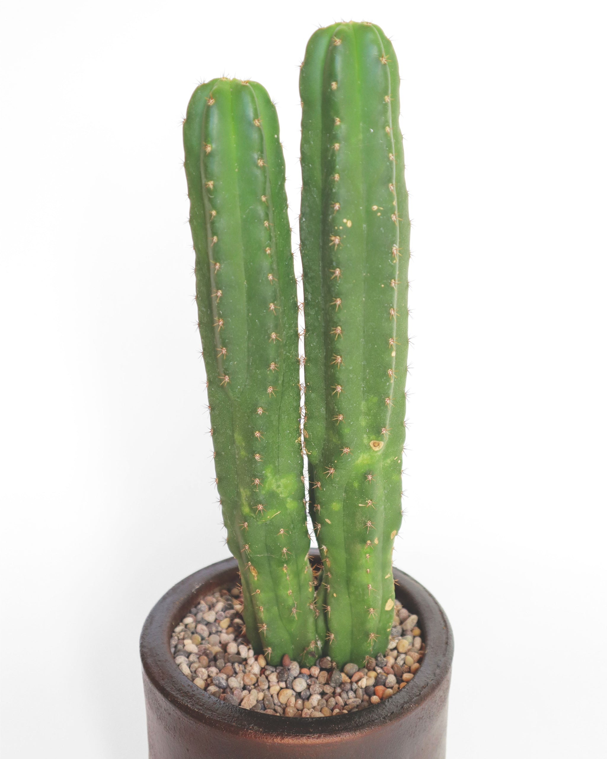 cactus de san pedro comprar Cactus San Pedro – CasaKarü