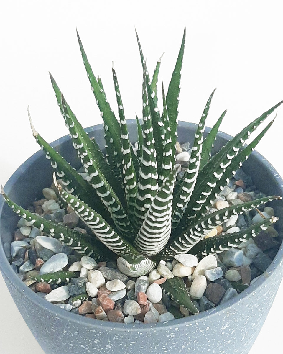 Suculenta Cebrita M