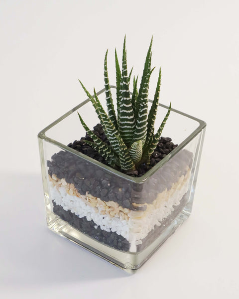 Terrario de suculenta o mini jardín