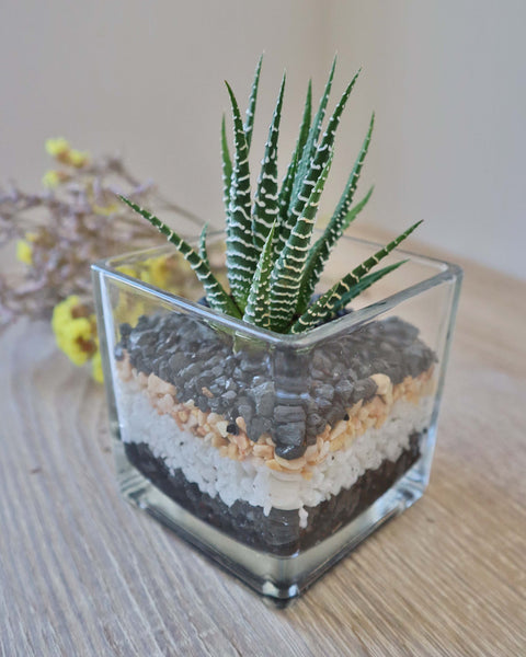 Terrario de suculenta o mini jardín