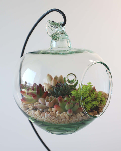 Terrario de suculenta o mini jardín