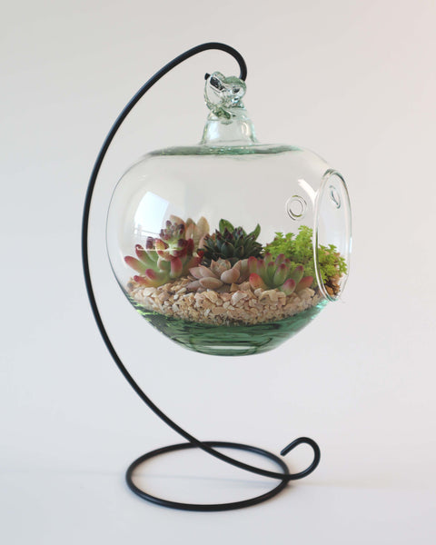 Terrario de suculenta o mini jardín